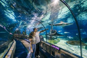 Tunel Aquarium